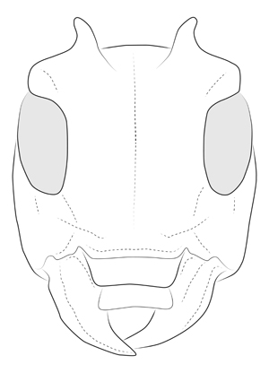 Glypthaga xylina, head illustration