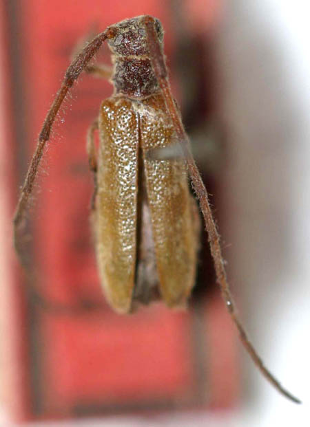 Stereomerusbrachypterus.jpg