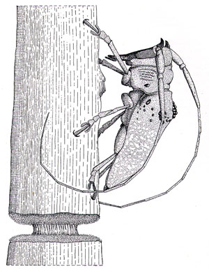 Oncideres ulcerosa with girdled branch (from Duffy, 1960)