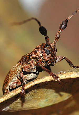 male Eudesmus sp., Ecuador