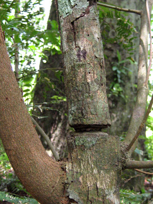 Girdled tree trunk, about 8 cm diameter