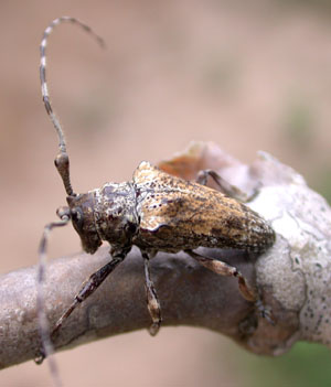 Hypsioma steinbachi, Santa Cruz, Bolivia